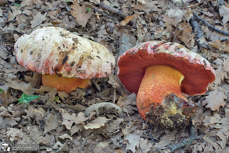 Boletus rhodoxanthus foto 1