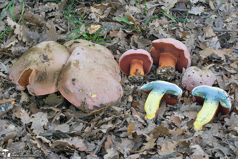 Boletus rhodoxanthus foto 2