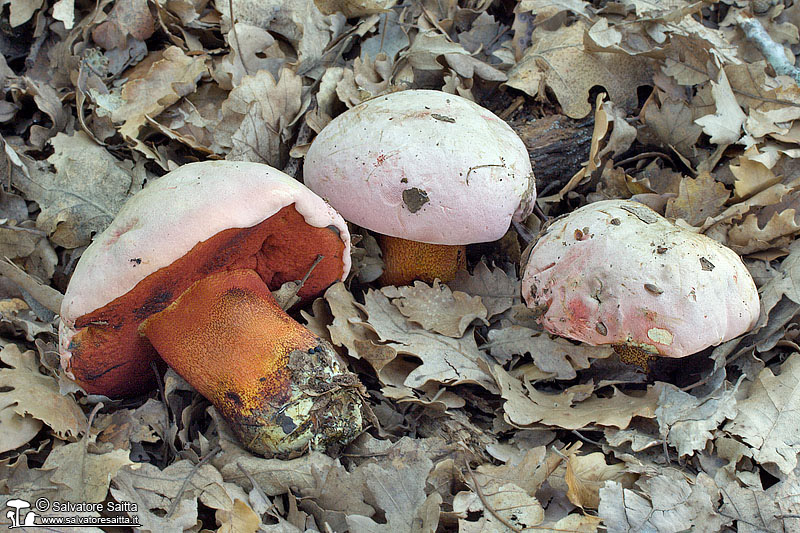 Boletus rhodoxanthus foto 3