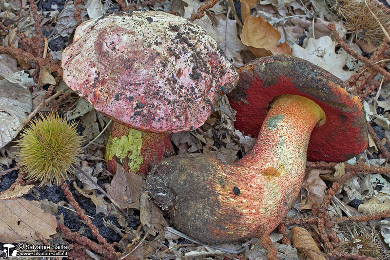 Boletus rhodoxanthus foto 4