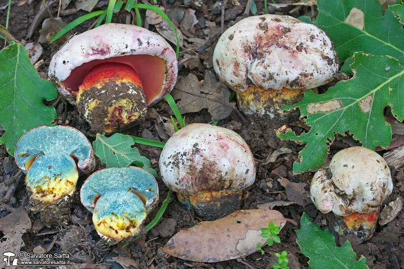 Boletus rhodoxanthus foto 5