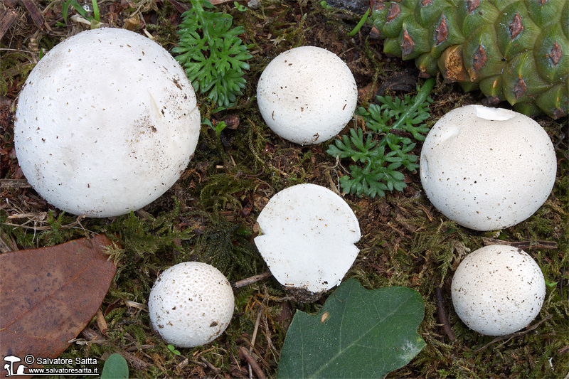 Bovista aestivalis foto 1