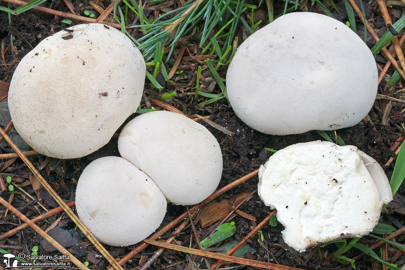 Bovista aestivalis foto 2