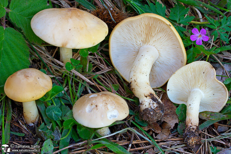 Calocybe gambosa foto 2b