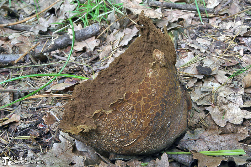 Calvatia utriformis foto 4