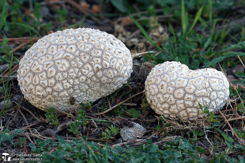 Calvatia utriformis foto 8