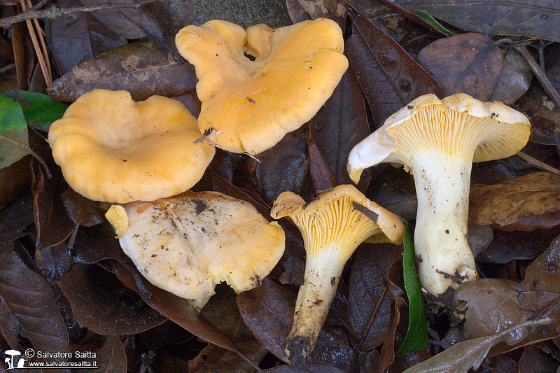 Cantharellus pallens foto 1