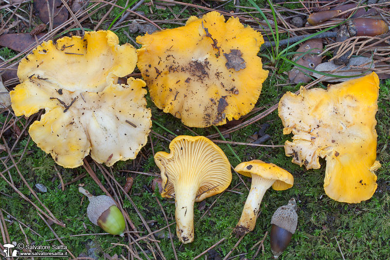 Cantharellus pallens foto 2
