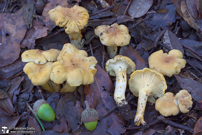 Cantharellus ferruginascens foto 1