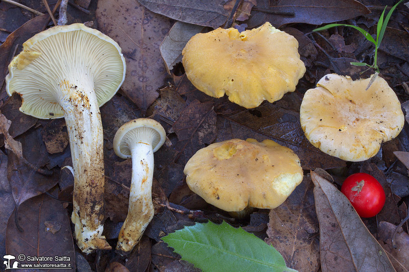 Cantharellus ferruginascens foto 2