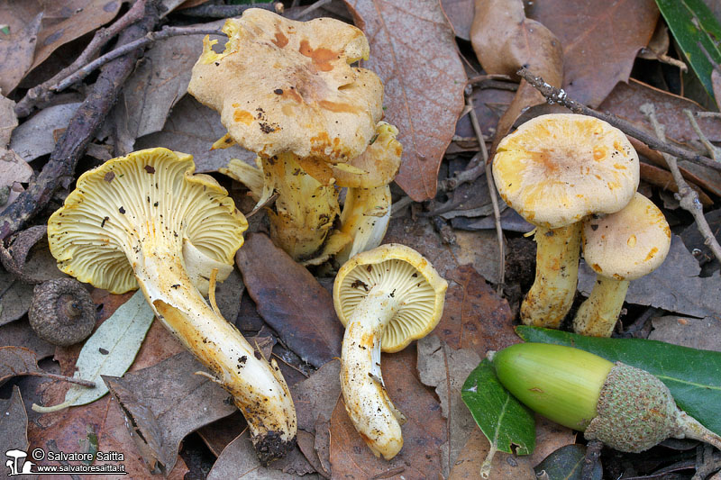 Cantharellus ferruginascens foto 3