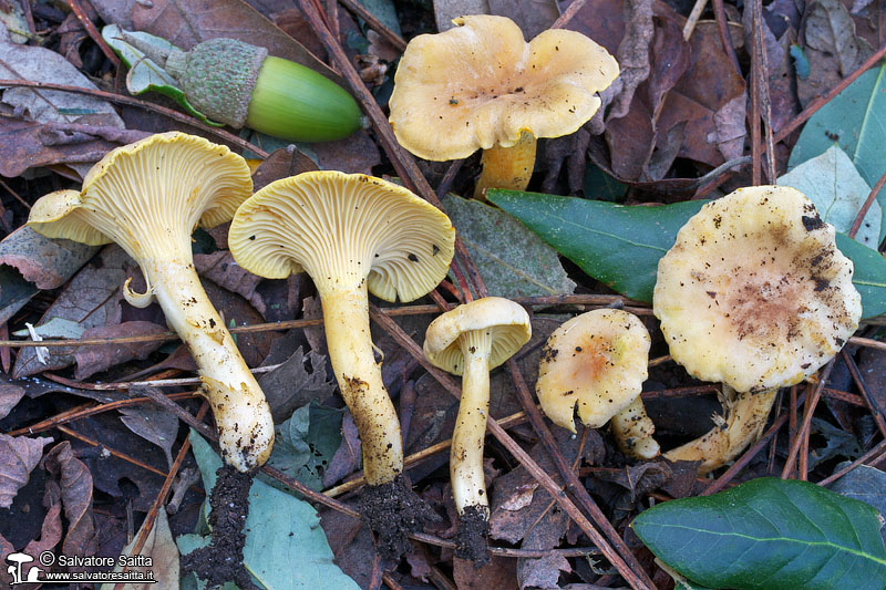 Cantharellus ferruginascens foto 4