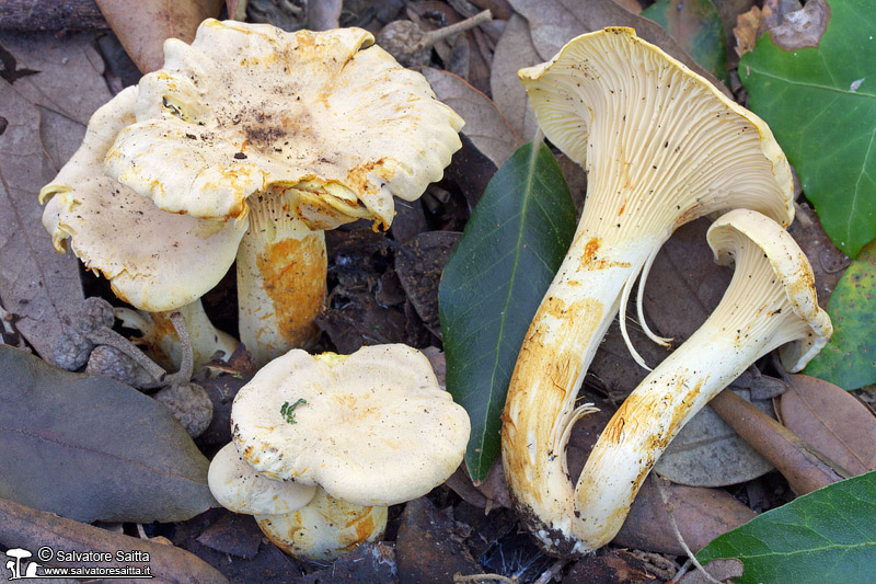 Cantharellus ferruginascens foto 5