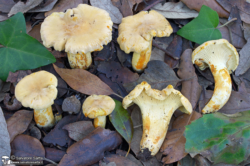 Cantharellus ferruginascens foto 6