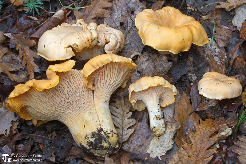 Cantharellus pallens foto 3