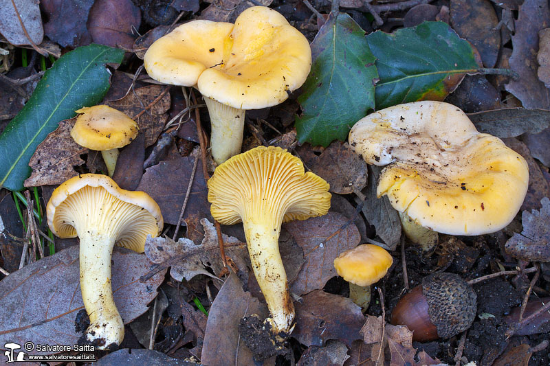 Cantharellus pallens foto 4