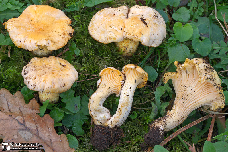 Cantharellus pallens foto 5
