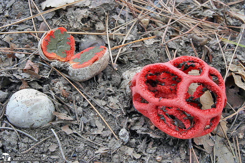 Clathrus ruber foto 1