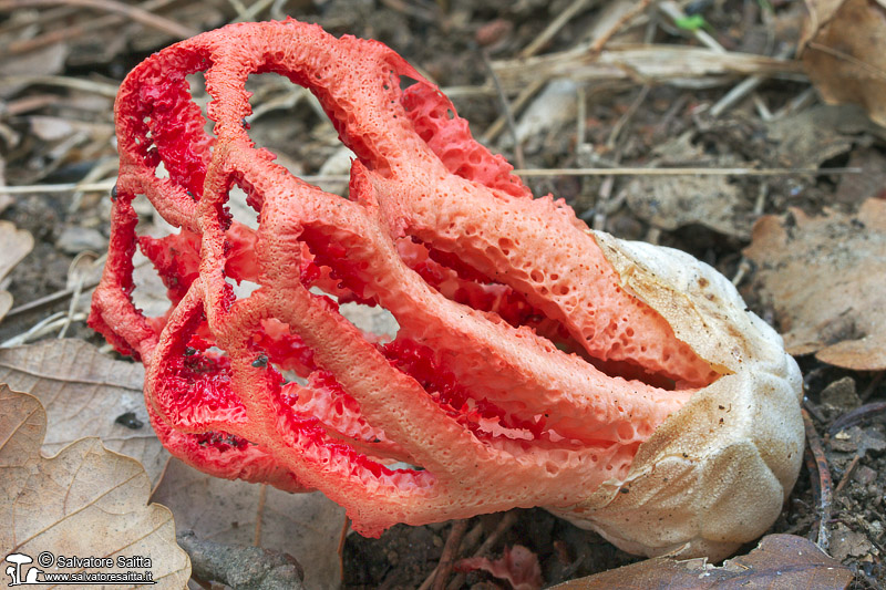 Clathrus ruber foto 2