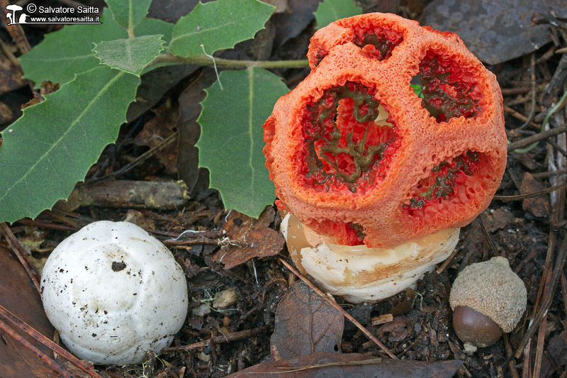 Clathrus ruber foto 3