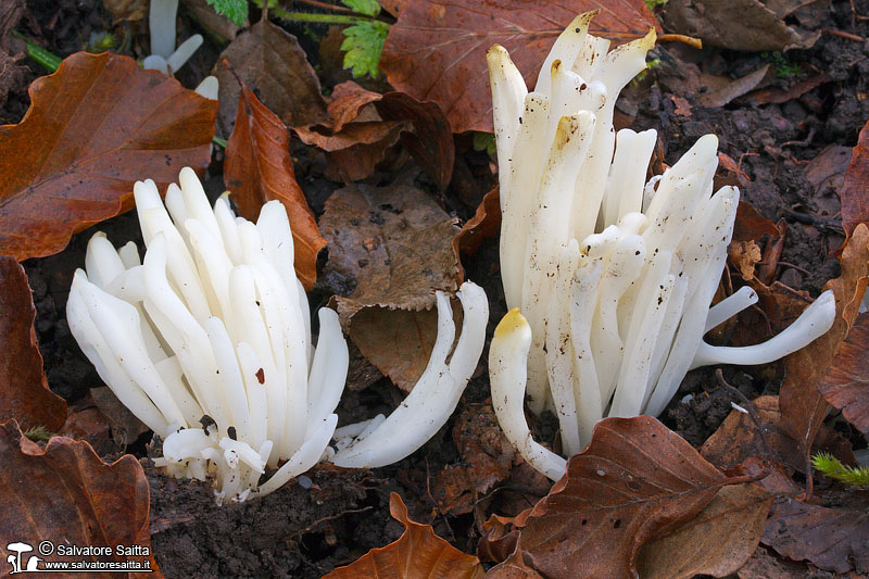 Clavaria fragilis foto 1