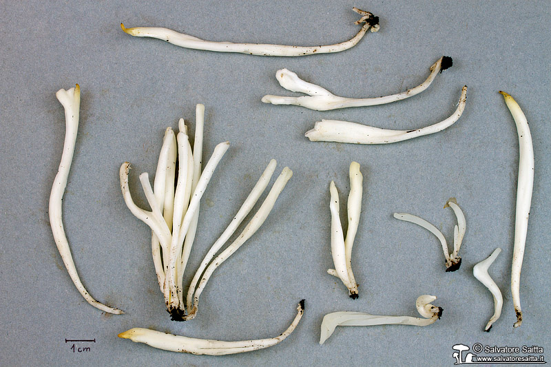 Clavaria fragilis foto 2