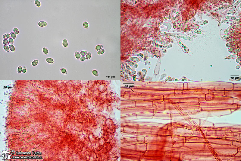 Clavaria fragilis microscopia foto 1