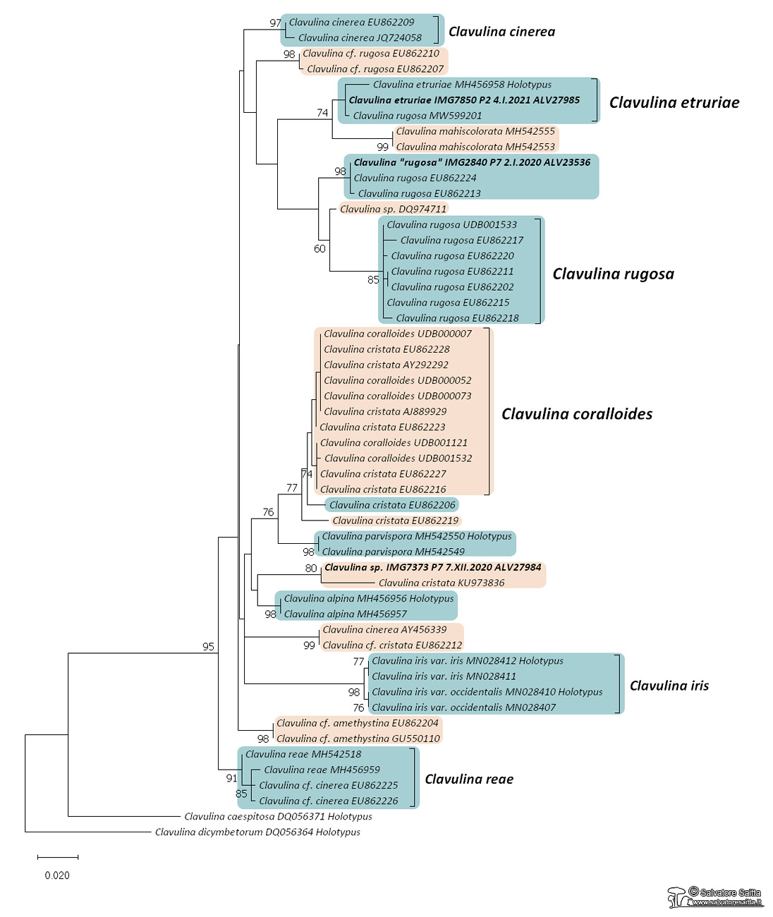 Clavulina genere albero filogenetico foto 1