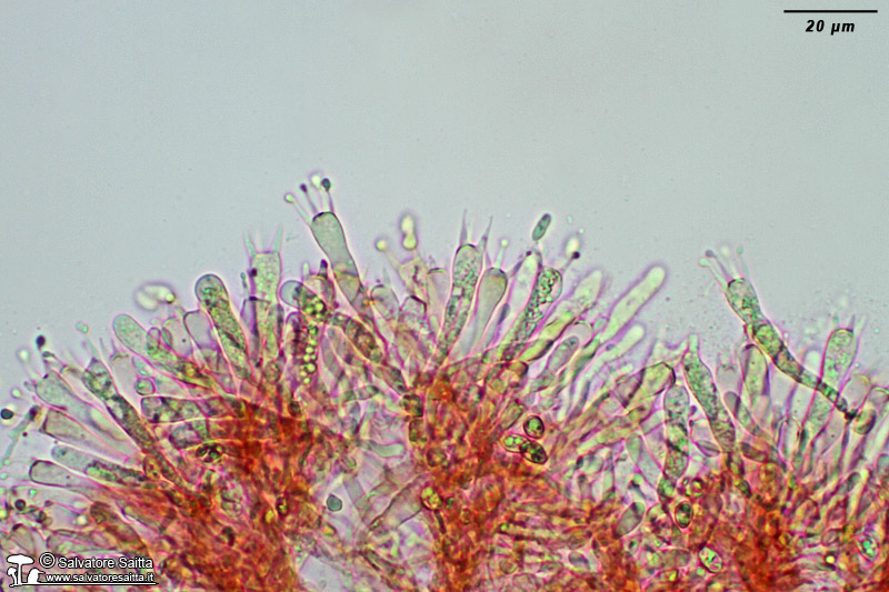 Clavulinopsis luteoalba imenio foto 1