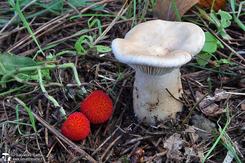 Clitocybe geotropa foto 1