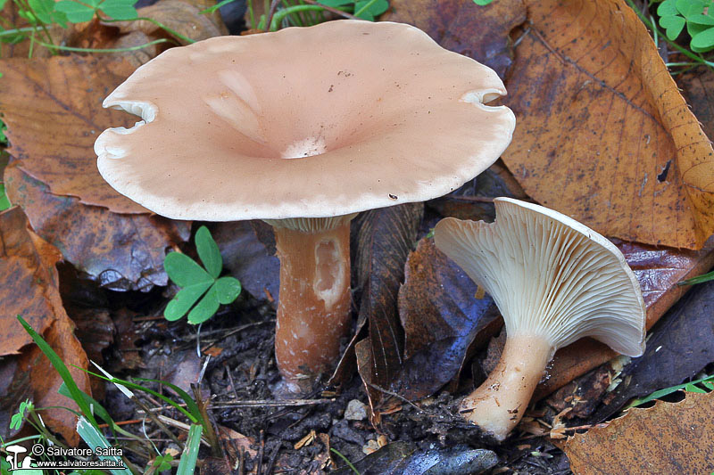 Clitocybe geotropa foto 2