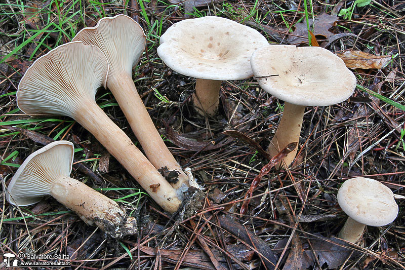 Clitocybe geotropa foto 3