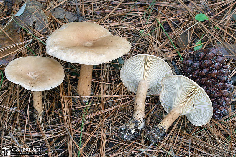 Clitocybe geotropa foto 4