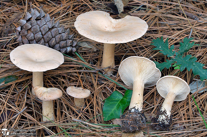 Clitocybe geotropa foto 5