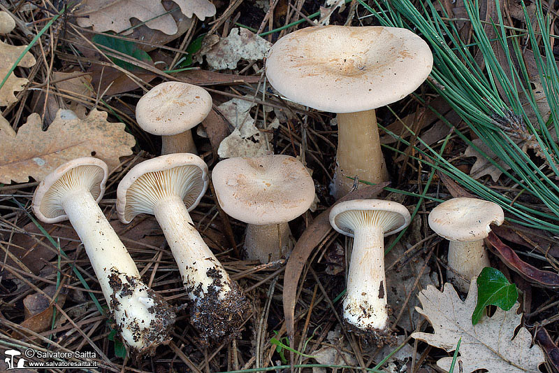 Clitocybe geotropa foto 6