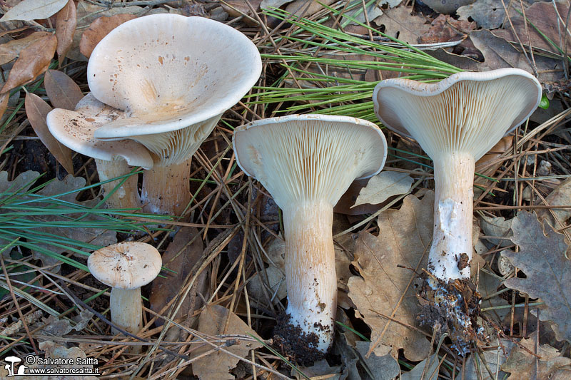 Clitocybe geotropa foto 7