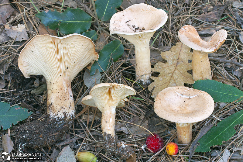 Clitocybe geotropa foto 8