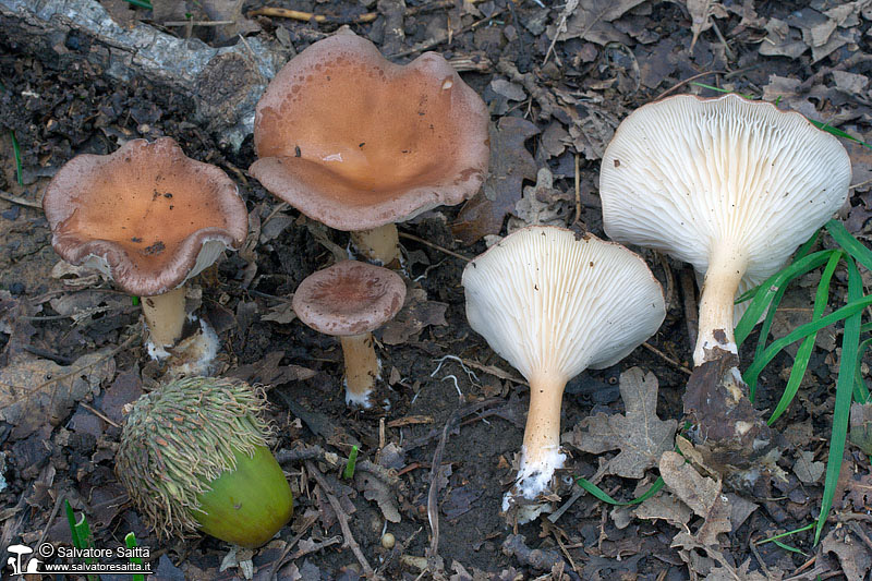 Clitocybe gibba foto 1