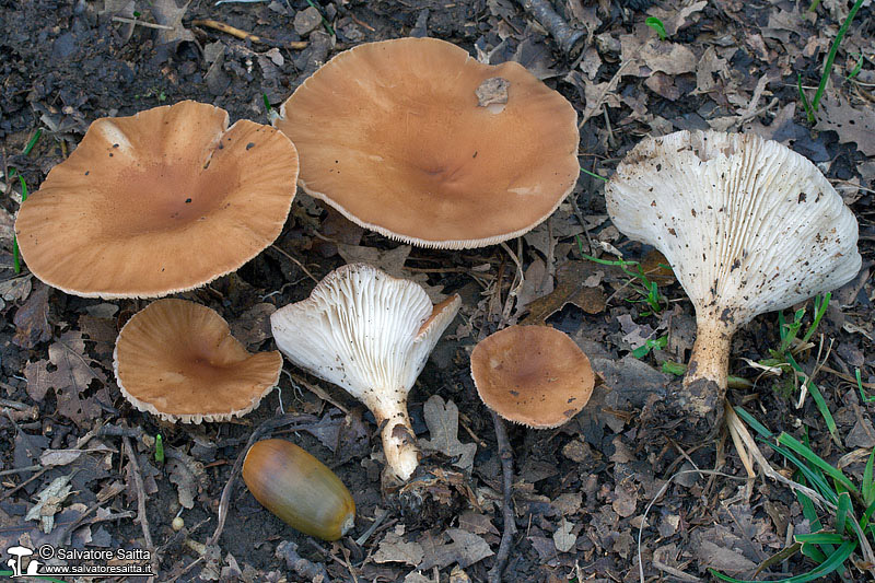 Clitocybe gibba foto 2