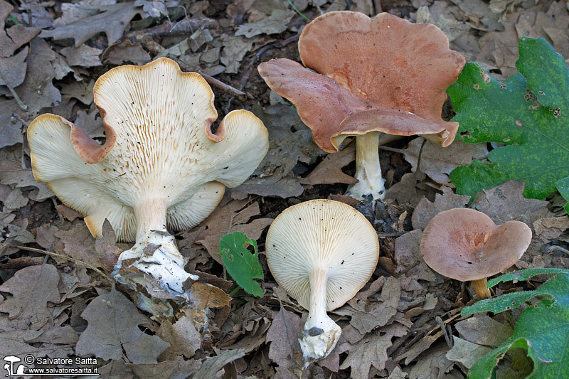 Clitocybe gibba foto 3