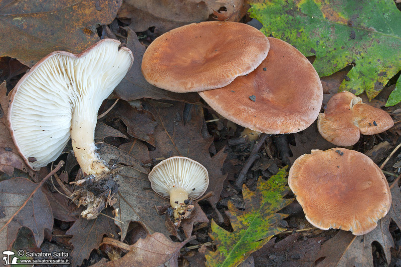 Clitocybe gibba foto 4