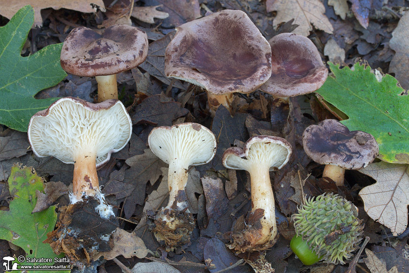 Clitocybe gibba foto 5