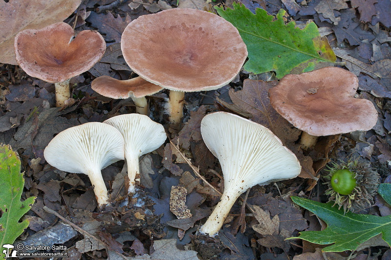 Clitocybe gibba foto 6