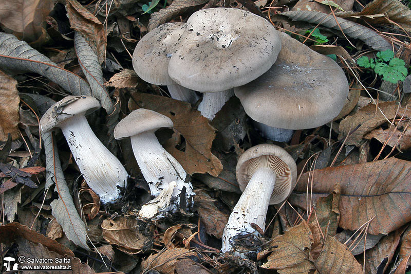 Clitocybe nebularis foto 1