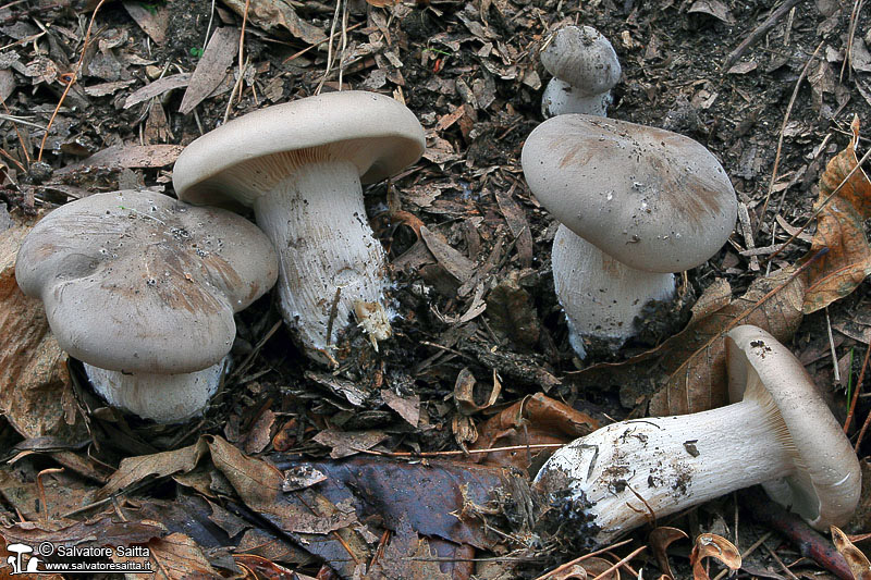 Clitocybe nebularis foto 2