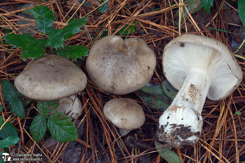 Clitocybe nebularis foto 3