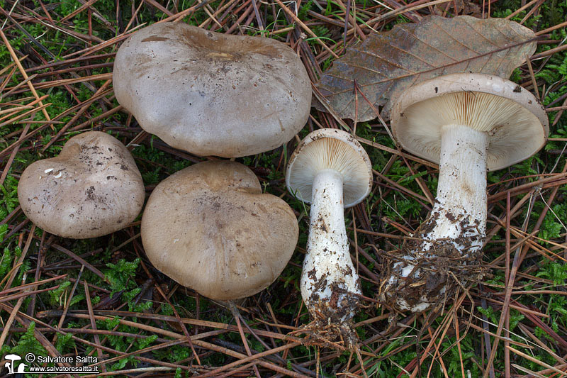 Clitocybe nebularis foto 4