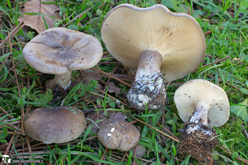 Clitocybe nebularis foto 6