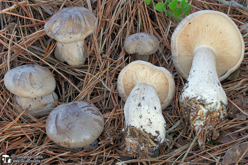 Clitocybe nebularis foto 5