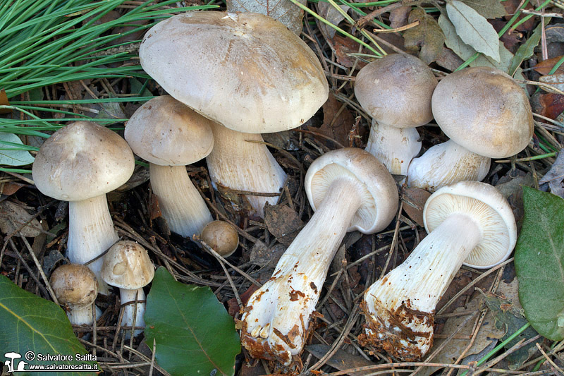 Clitocybe nebularis foto 5